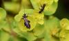 Oedemera pthysica